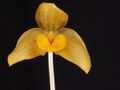 Bulbophyllum patella flower (21459279786).jpg