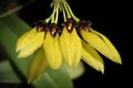 Bulbophyllum retusiusculum Rchb.f.- Gard. Chron. 1869- 1182 (1869) 20211124 085543.jpg