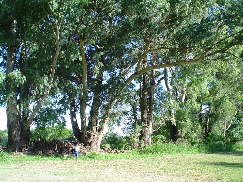File:CPonte Eucalyptus.jpg