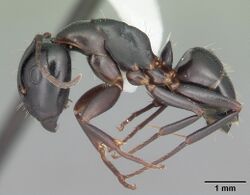 Camponotus nearcticus casent0103689 profile 1.jpg