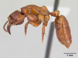 Centromyrmex decessor casent0178744 profile 1.jpg