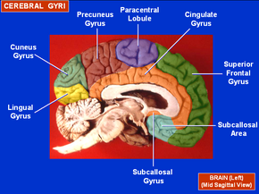 Cerebral Gyri - Medial Surface1.png
