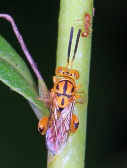 Chalcid Wasp - Conura species, Eco Pond, Everglades National Park, Homestead, Florida.jpg