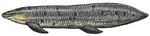 Chinle fish Arganodus cropped cropped.png