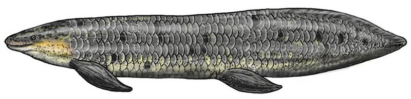 File:Chinle fish Arganodus cropped cropped.png