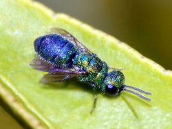 Chrysididae - Chrysidea pumila-000.jpg