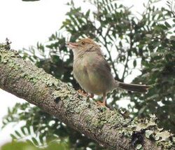 Cisticola melanurus, Cuanavale-rivier, a.jpg