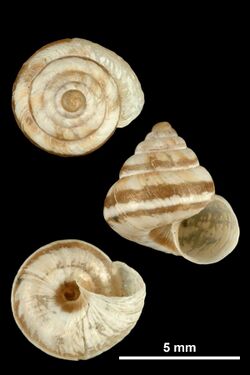 Cochlicella conoidea (MNHN-IM-2010-13094).jpeg