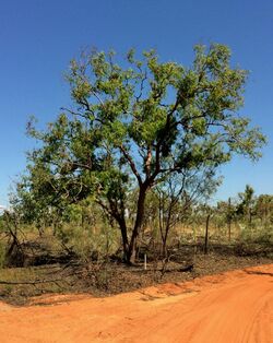 Corymbia polycarpa.jpg