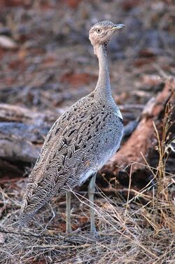 Crested Bustard - Eupodotis ruficrista gindiana.jpg