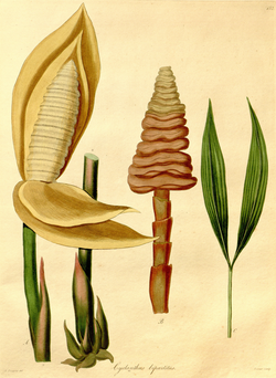 Cyclanthus bipartitus NG.png