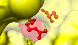 Cys and Arg active site of ubiquitin activating enzyme.png