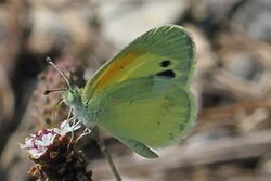 Dainty Sulphur - Nathalis iole, Merritt Island National Wildlife Refuge, Florida.jpg