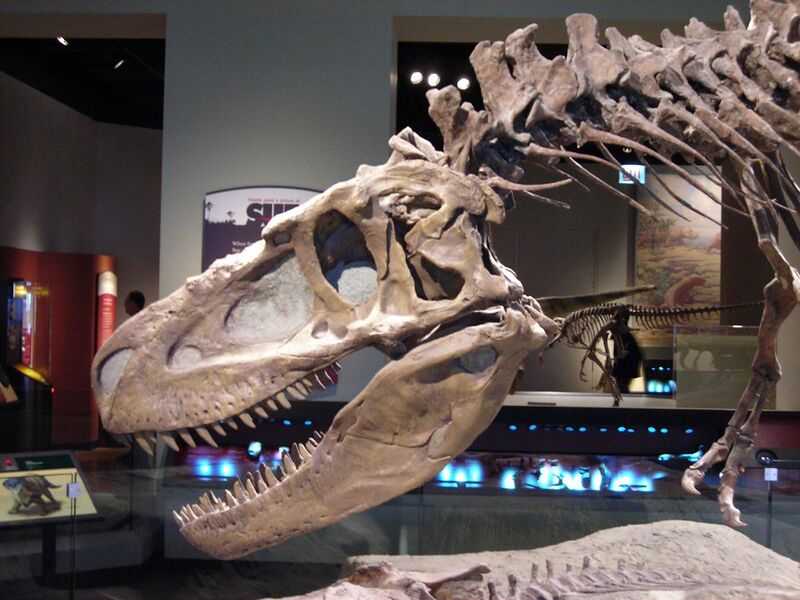 File:Daspletosaurus FMNH.jpg