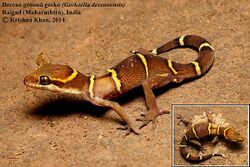 Deccan ground gecko Geckoella deccanensis by Krishna Khan.jpg