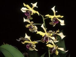 Dendrobium atroviolaceum Orchi 13.jpg