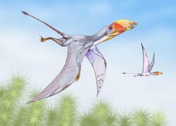 "Dimorphodon macronyx"