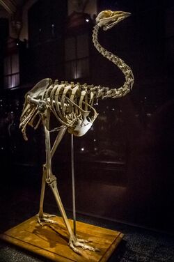 Dromaius baudinianus skeleton.jpg