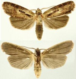 Dunama jessiebarronae male.JPG