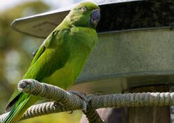 Photo of a green parrot sitting by a birdfeeder