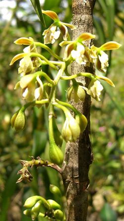 Epidendrum bambusiforme (1).jpg