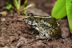 brownish frog