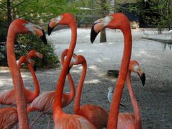 Florida flamingos.jpg