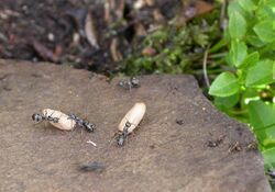 Formica lemani (Ants on Ilkley Moor) - geograph.org.uk - 874522.jpg