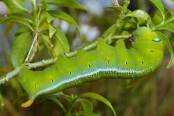 Fully grown oleander hawk moth caterpillar.jpg