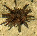 Gfp-state-pencil-sea-urchin.jpg