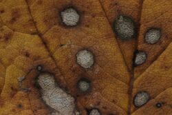 Gray Mold Spot - Cristulariella depraedans (26880035819).jpg