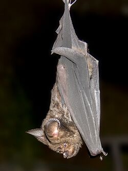 Great roundleaf bat (Hipposideros armiger).jpg