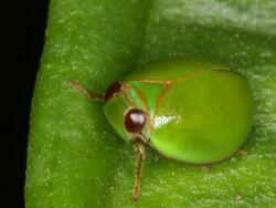Green rounded Issid Planthopper from Central Java (8093362544).jpg