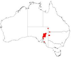 Hakea ednieanaDistMap41.png