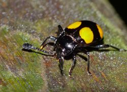 Handsome Fungus Beetle (Eumorphus quadriguttatus) (15582094301).jpg