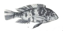 Haplochromis bicolor.jpg