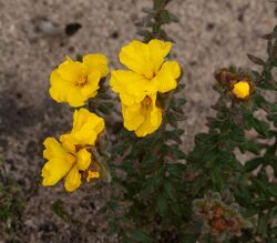 Hibbertia humifusa.jpg