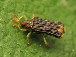 Hispine Beetle (34508347790).jpg