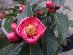 Hoa hải đường (Camellia amplexicaulis).JPG