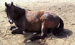 Horse lying down.jpg