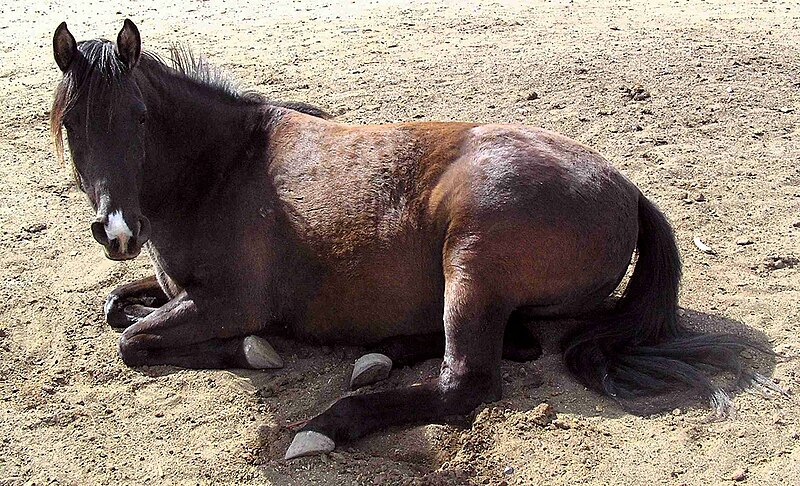File:Horse lying down.jpg