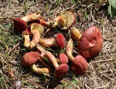 Hortiboletus rubellus 2016 G1.jpg