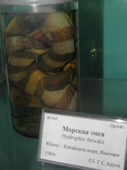 Hydrophis brooki.JPG