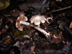 Inocybe-erubescens024.jpg