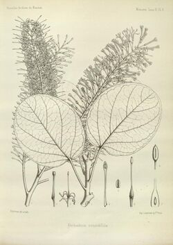 Kermadecia rotundifolia.jpg