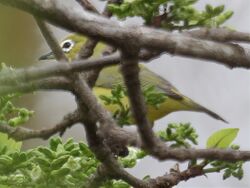 Kikuyu White-eye, Nairobi National Park, Kenya.jpg