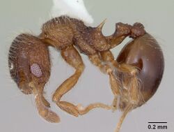 Lachnomyrmex mackayi casent0173883 profile 1.jpg