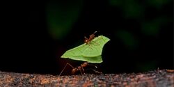 Leafcutter ants.jpg