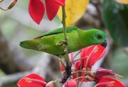 A green parrot with a short tail and black bill