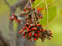 Lucky Bean Creeper (Abrus precatorius) pods of seeds (11587246435).jpg